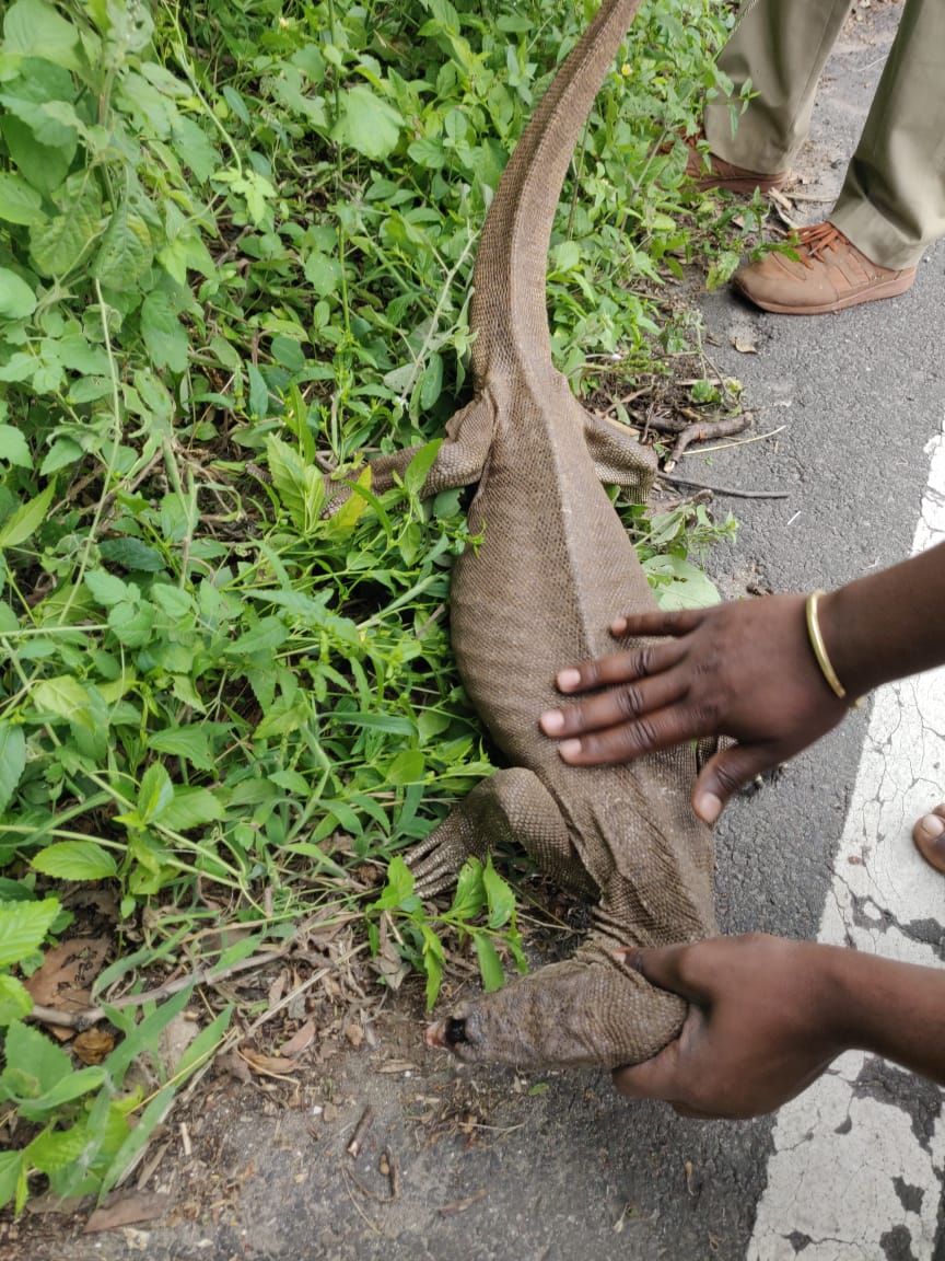 அடிப்பட்ட நிலையில் இருந்த உடும்பு