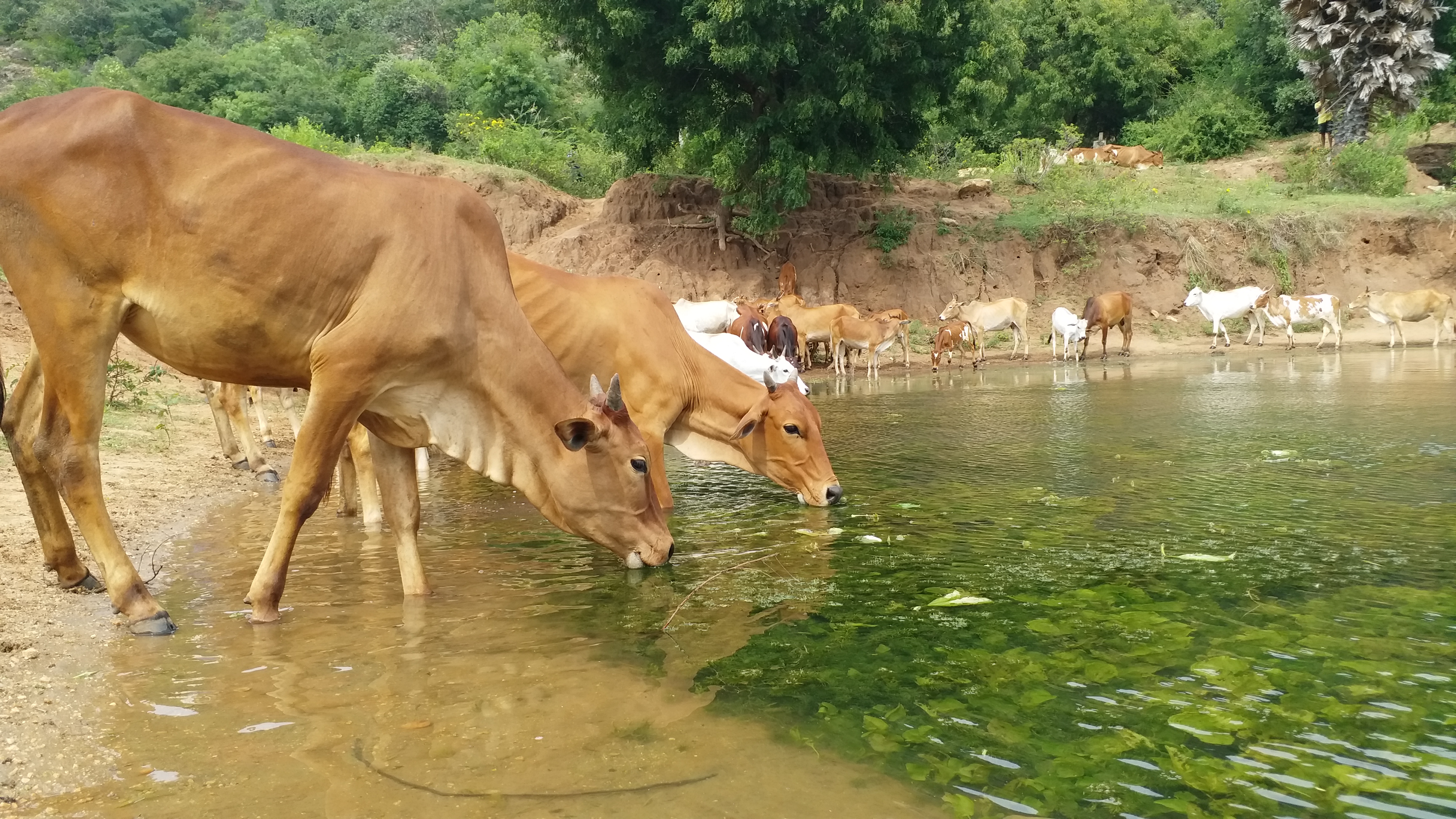 யானையை கடவுளாக மதிக்கும் விவசாய குடும்பம்