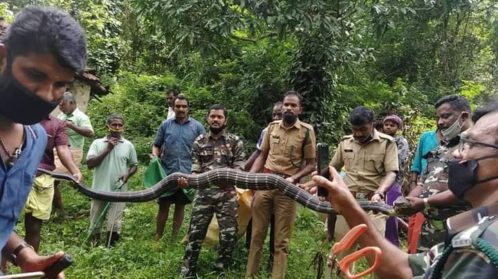 மீட்கப்பட்ட ராஜநாகம்