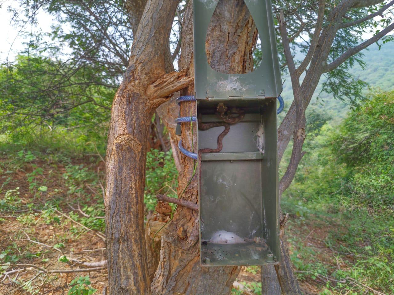 கண்காணிப்பு கேமரா பெட்டியில் விஷ பாம்புகள்