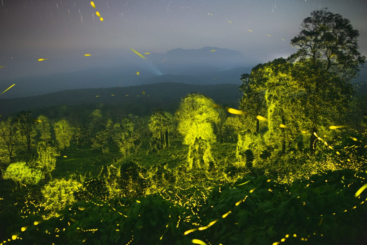 fireflies bioluminescent Phenomenon  Anamalai Tiger Reserve fireflies  ബയോലൂമിനസെന്‍റ് മിന്നാമിനുങ്ങ്  ആനമല കടുവ സങ്കേതം ഇല്യൂമനേഷൻ ലൈറ്റിങ്  Synchronous behavior of fireflies