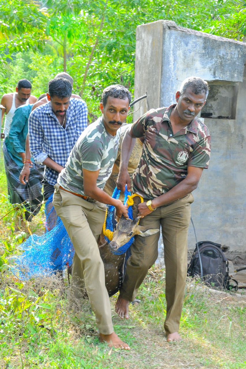 Forest official rescue deer accidently fallen on well