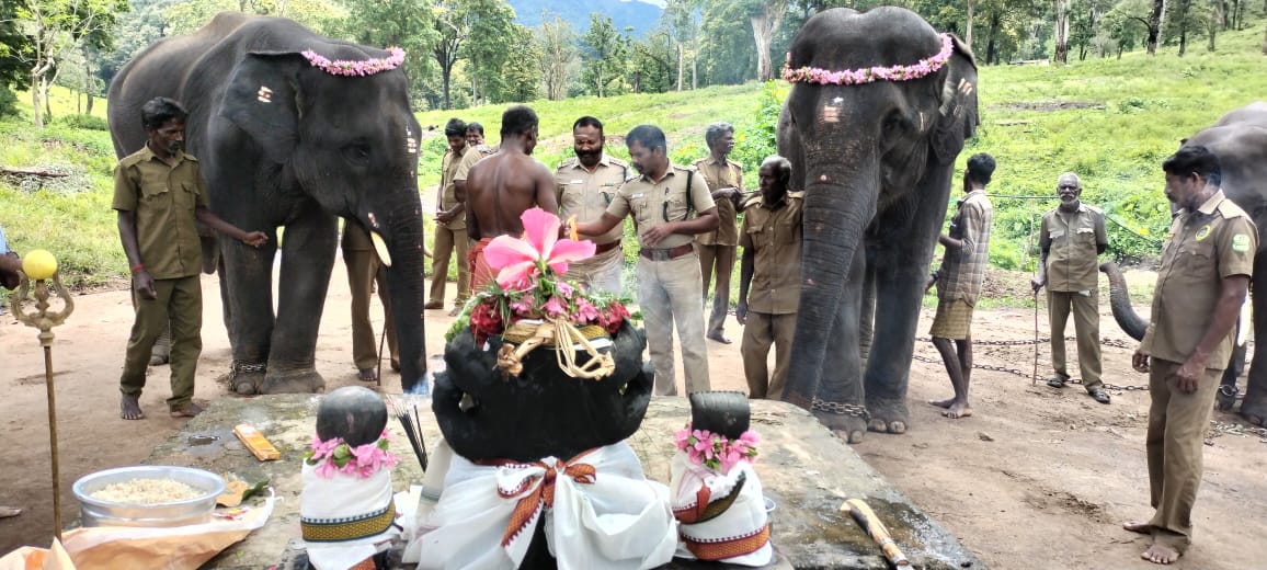 ஆனைமலை யானைகள் காப்பகத்தில் விநாயகர் சதுர்த்தி கொண்டாட்டம்