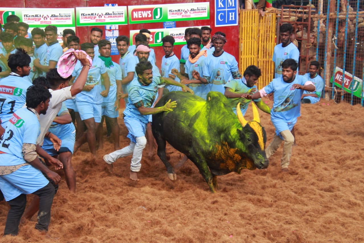 முரண்டு பிடித்த காளை.... முயற்சியால் பிடித்த காளையர்...