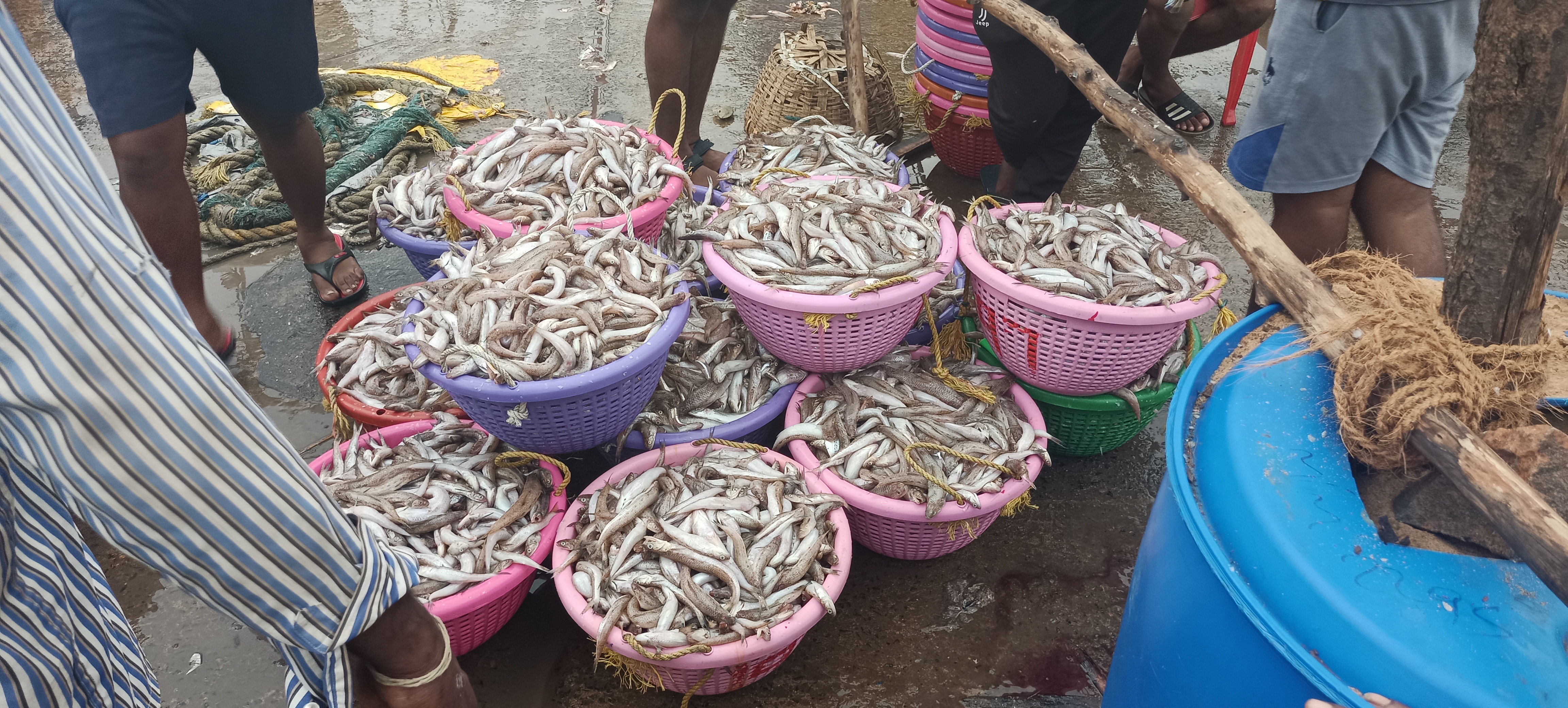 kasimedu fish market  chennai kasimedu fish market  chennai kasimedu fish market people rush  people rushes in kasimedu fish market  fish market  chennai news  chennai latest news  fisher man worries about less amount of fish  less amount of fish  காசிமேடு மீன் மார்கெட்  காசிமேடு மீன் சந்தை  சென்னை காசிமேடு மீன் சந்தை  மீன் சந்தை  சென்னை செய்திகள்  மீன் வரவு குறைவால் மக்கள் ஏமாற்றம்  மீன் வரத்து குறைவால் மீனவர்கள் கவலை  சென்னை காசிமேடு சந்தையில் மீன் வரத்து குறைவால் மீன் வியாபாரிகள் கவலை  சென்னை காசிமேடு மீன் மார்கெட் மீன் வரத்து