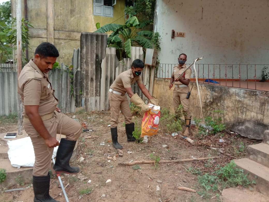 chennai news  chennai latest news  chennai snack catch in Thermal Power Plant workers apartment  Thermal Power Plant workers apartment  chennai Thermal Power Plant workers apartment  chennai ennore Thermal Power Plant workers apartment  snack catch in chennai ennore Thermal Power Plant workers apartment  விஷப்பாம்பு  சென்னை செய்திகள்  அனல் மின் நிலைய குடியிருப்பு பகுதி  எண்ணூர் அனல் மின் நிலைய குடியிருப்பு பகுதி  சென்னை எண்ணூர் அனல் மின் நிலைய குடியிருப்பு பகுதி பாம்புகள் நடமாட்டம்  அனல் மின் நிலைய குடியிருப்பு பகுதி பாம்புகள் நடமாட்டம்  குடியிருப்பு பகுதி பாம்புகள் நடமாட்டம்