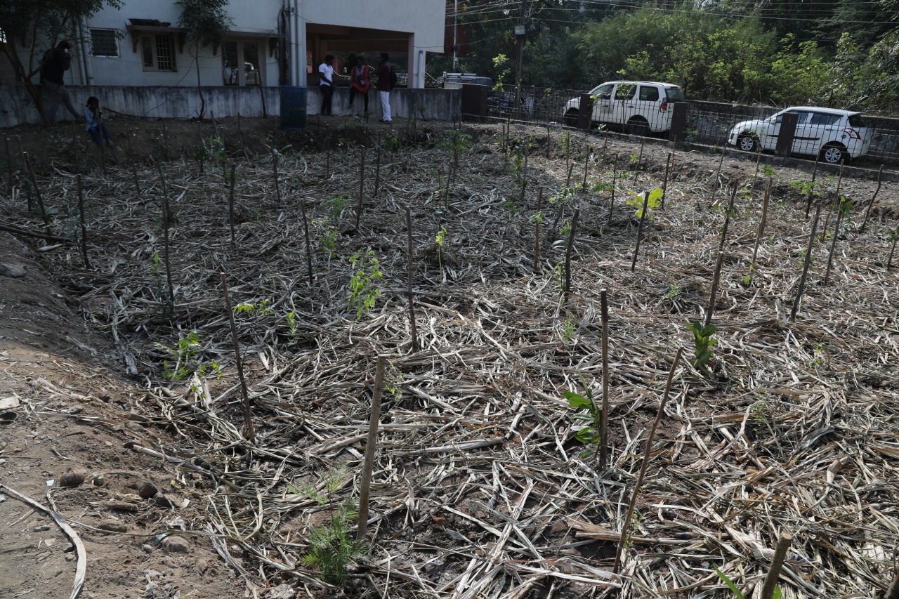 Rural Industries Minister Benjamin examines urban forestry