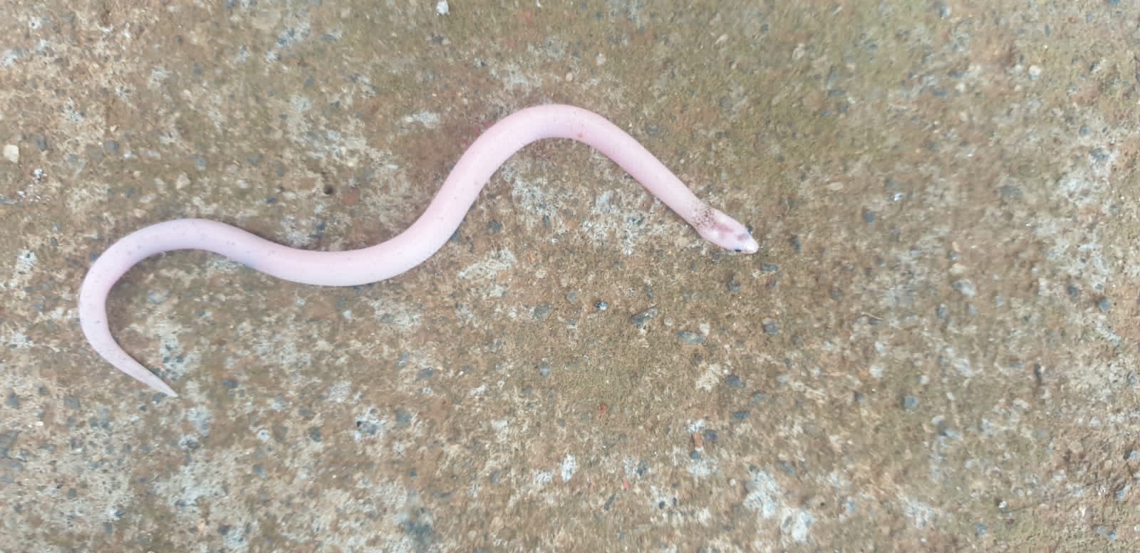 Albino Striped Narrow Headed Snake
