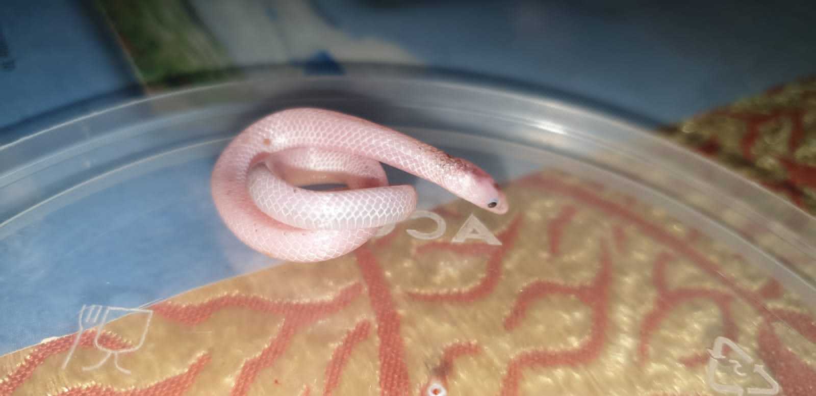 Albino Striped Narrow Headed Snake