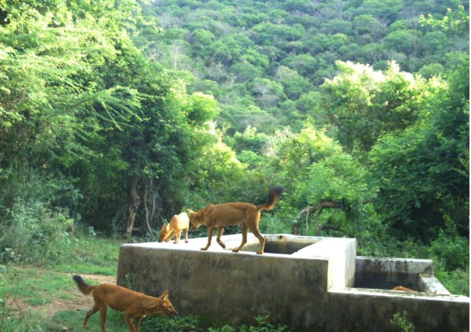 summer rain benefits wildlife