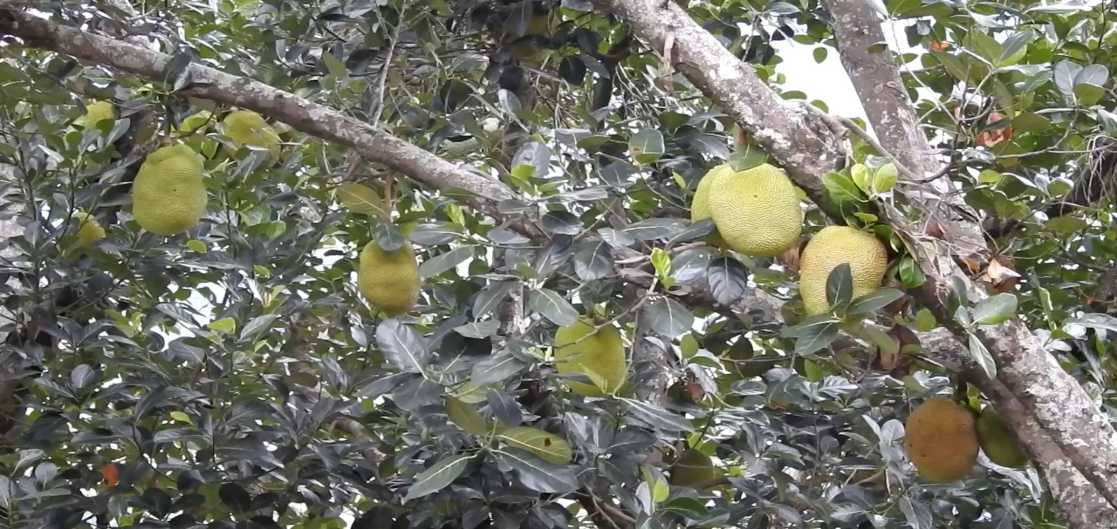 KODAIKANAL JACK FRUIT season