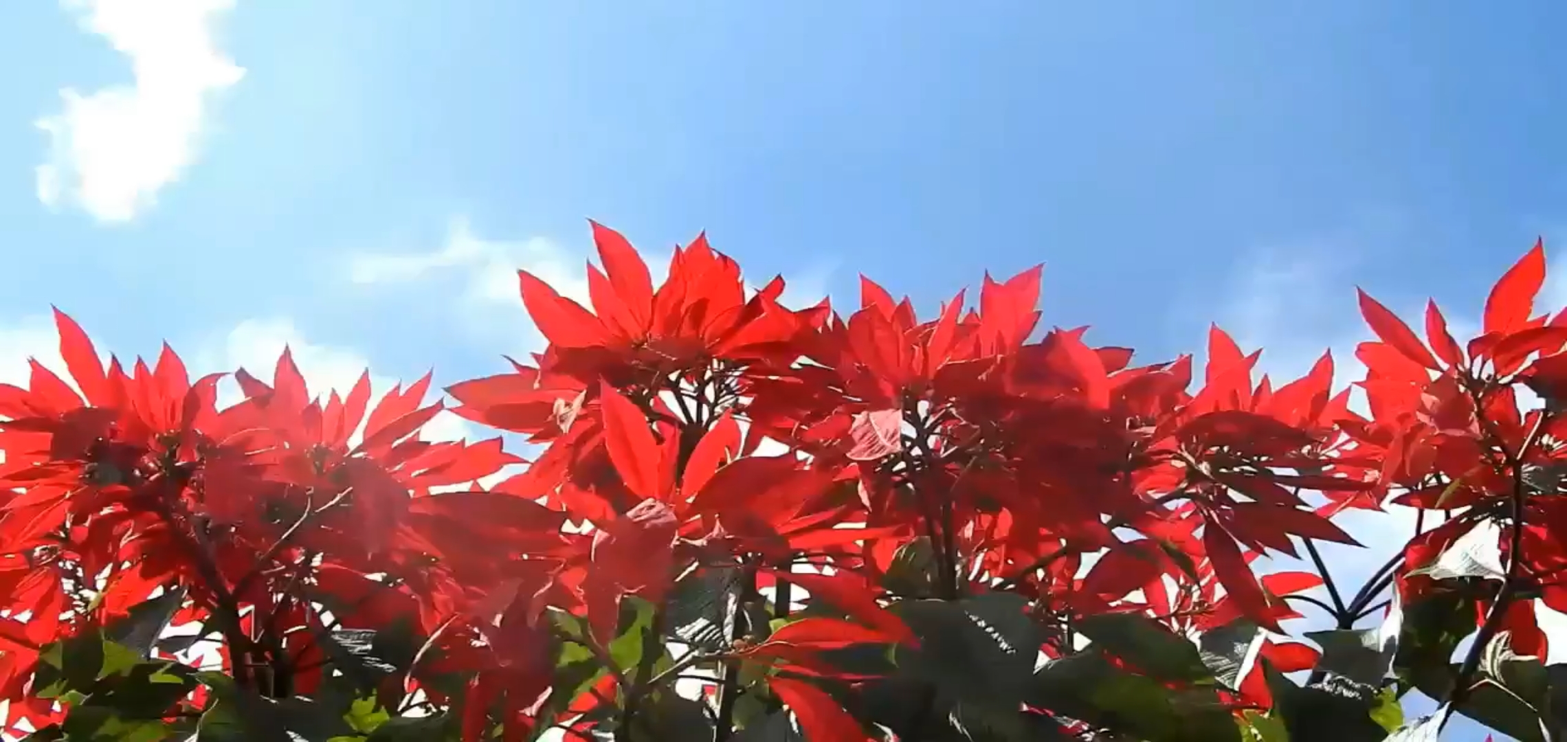 dindigul kodaikanal poinsettia flowers