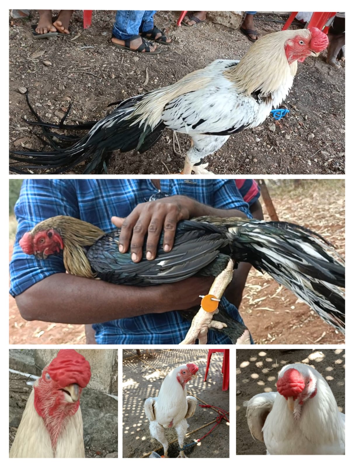 rooster exhibition was held in Tamil Nadu