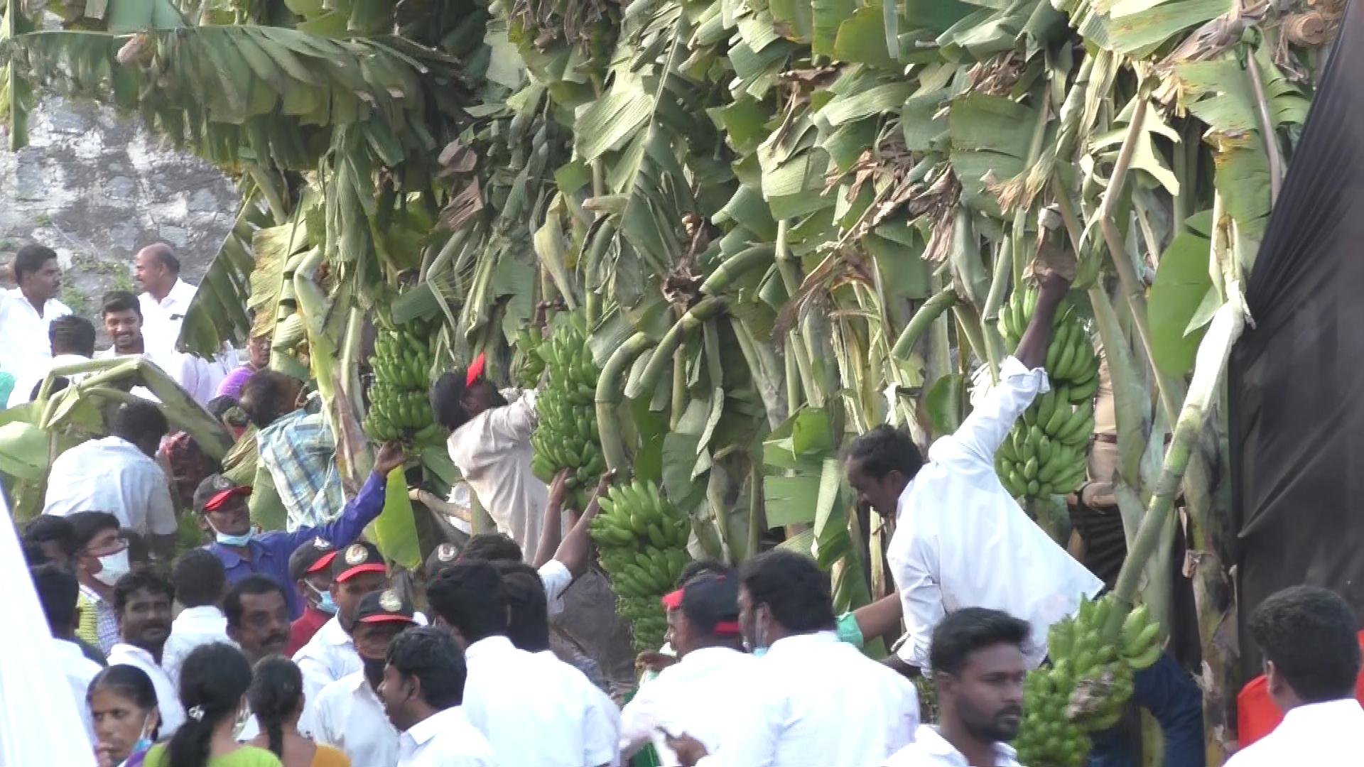 வாழை குலையை பறித்து கொண்டு ஓடும் திமுகவினர்