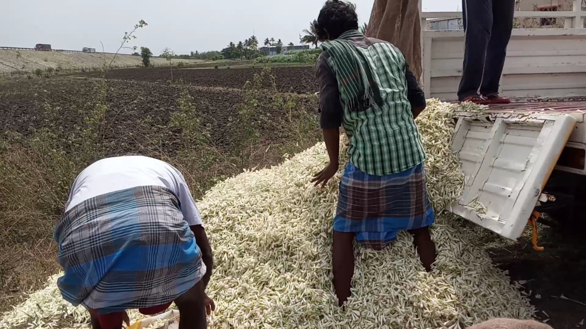 Dharmapuri flower farming