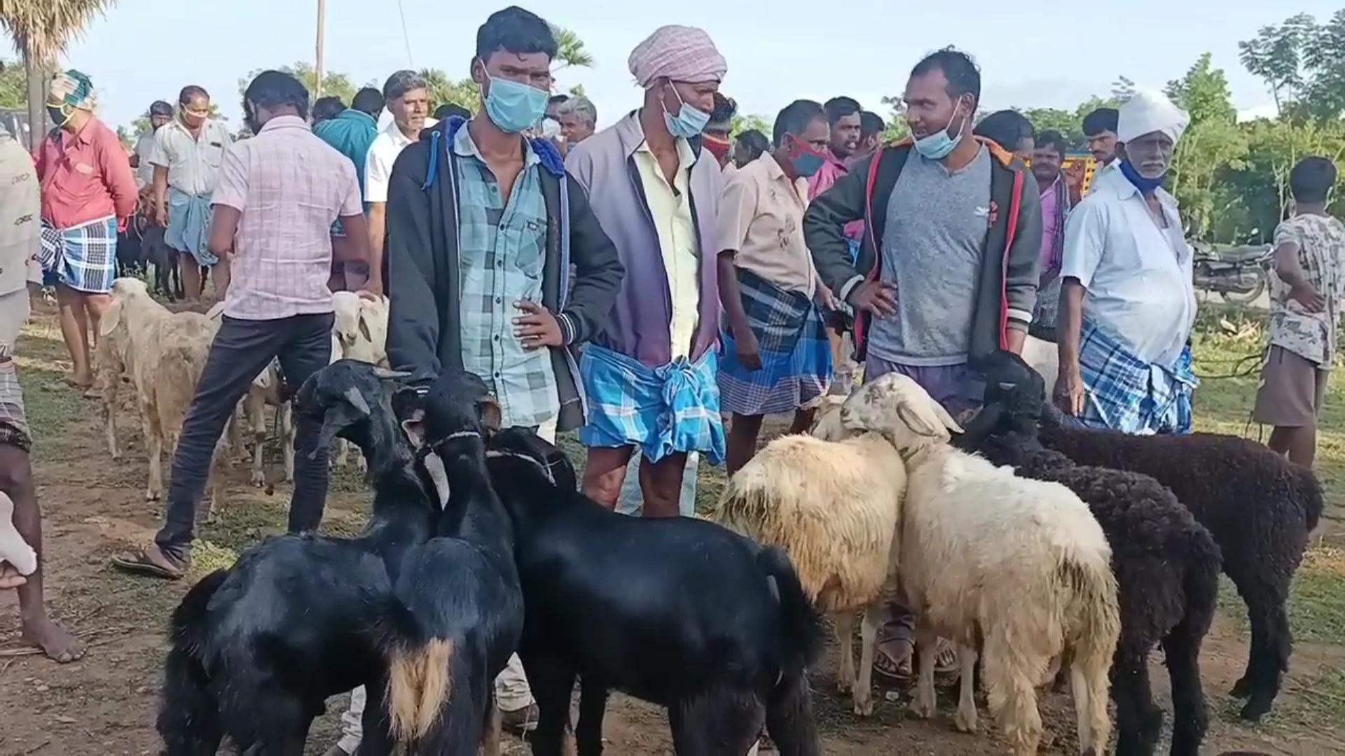 Goat sales fall sharply at Nallampalli goat market