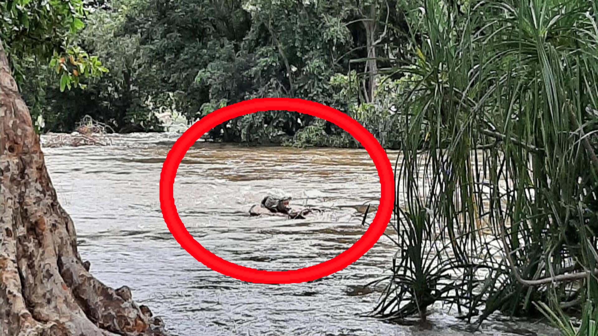 crocodile spotted at hogenakkal in cauvery