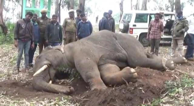 40 year old elephant died in a road accident at Krishnagiri