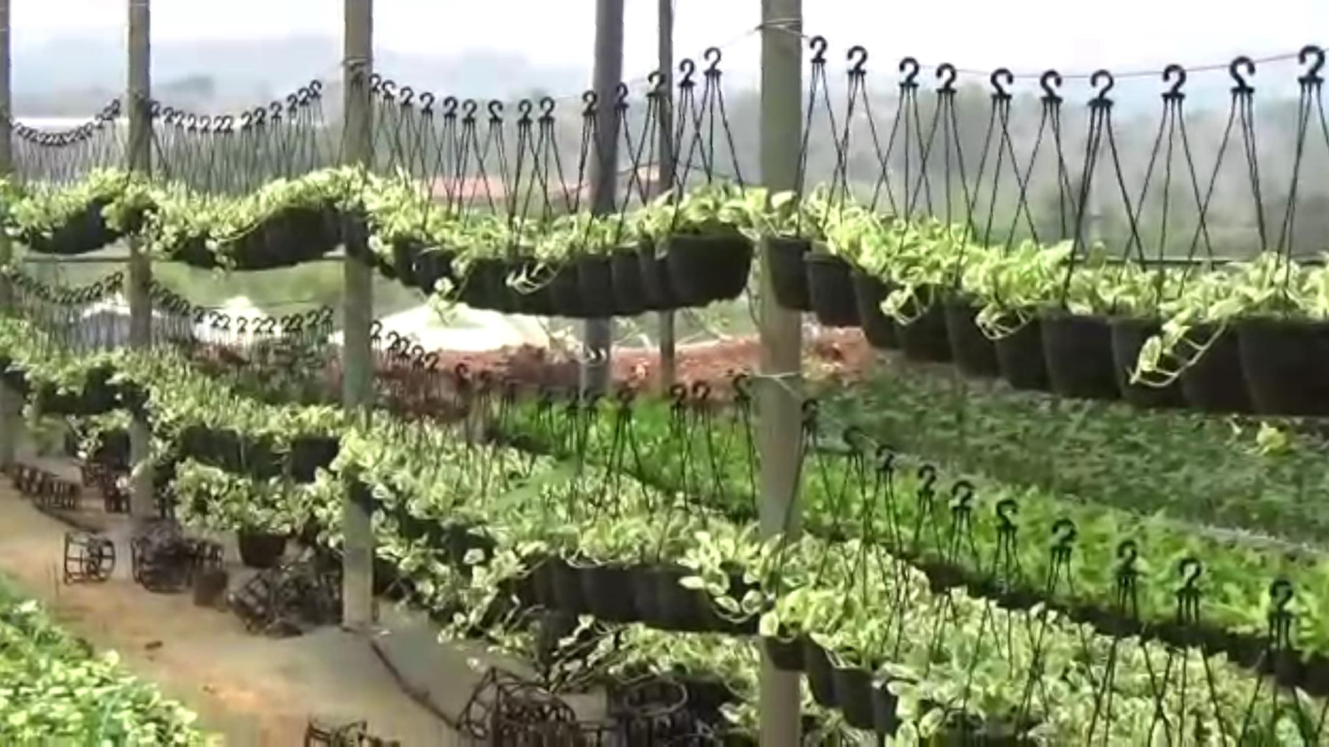 stormy damaged flowering plants grown in green houses in hosur