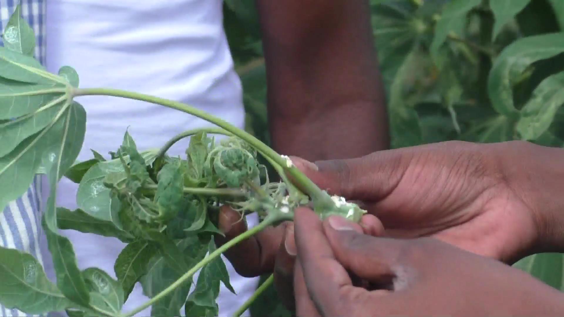 white fungus attacks cassava plants in dharmapuri  cassava plants  white fungus attacks cassava plants  white fungus  dharmapuri news  dharmapuri latest news  தர்மபுரி செய்திகள்  தர்மபுரியில் மரவள்ளி கிழங்கு செடிகளை தாக்கிய வெள்ளை பூஞ்சை  வெள்ளை பூஞ்சை  மரவள்ளி கிழங்கு  மரவள்ளி கிழங்கு செடிகள்  வெள்ளை பூஞ்சை  செடிகளை தாக்கும் வெள்ளை பூஞ்சை