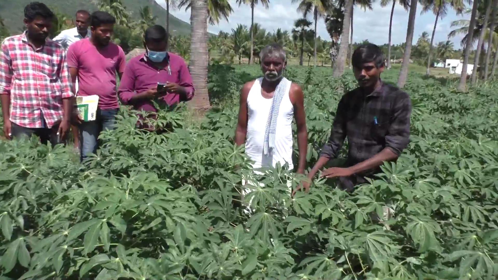 white fungus attacks cassava plants in dharmapuri  cassava plants  white fungus attacks cassava plants  white fungus  dharmapuri news  dharmapuri latest news  தர்மபுரி செய்திகள்  தர்மபுரியில் மரவள்ளி கிழங்கு செடிகளை தாக்கிய வெள்ளை பூஞ்சை  வெள்ளை பூஞ்சை  மரவள்ளி கிழங்கு  மரவள்ளி கிழங்கு செடிகள்  வெள்ளை பூஞ்சை  செடிகளை தாக்கும் வெள்ளை பூஞ்சை