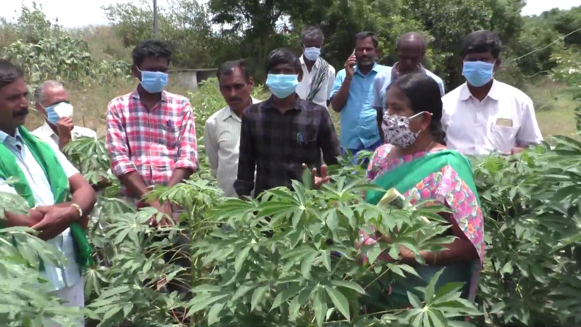 white fungus attacks cassava plants in dharmapuri  cassava plants  white fungus attacks cassava plants  white fungus  dharmapuri news  dharmapuri latest news  தர்மபுரி செய்திகள்  தர்மபுரியில் மரவள்ளி கிழங்கு செடிகளை தாக்கிய வெள்ளை பூஞ்சை  வெள்ளை பூஞ்சை  மரவள்ளி கிழங்கு  மரவள்ளி கிழங்கு செடிகள்  வெள்ளை பூஞ்சை  செடிகளை தாக்கும் வெள்ளை பூஞ்சை