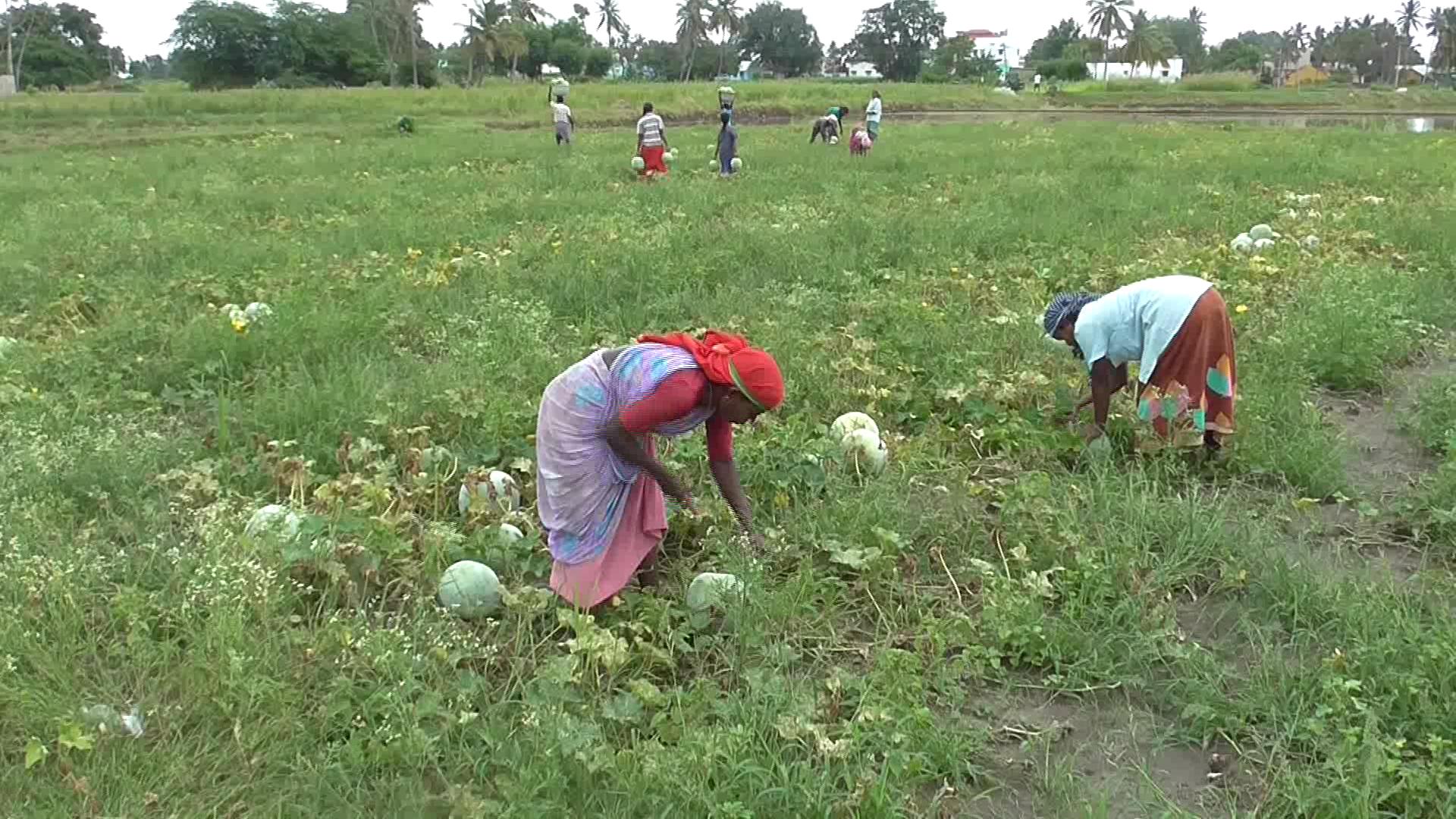 சாம்பல் பூசணி பெருமளவு ஏற்றுமதி; விவசாயிகள் மகிழ்ச்சி