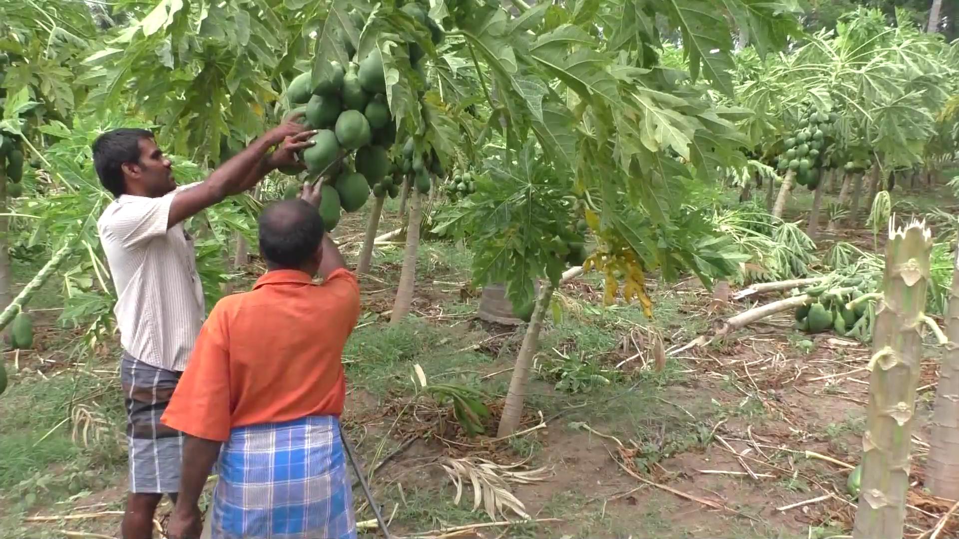 சேதமடைந்த பப்பாளி மரத்தை பார்வையிடும் விவசாயி