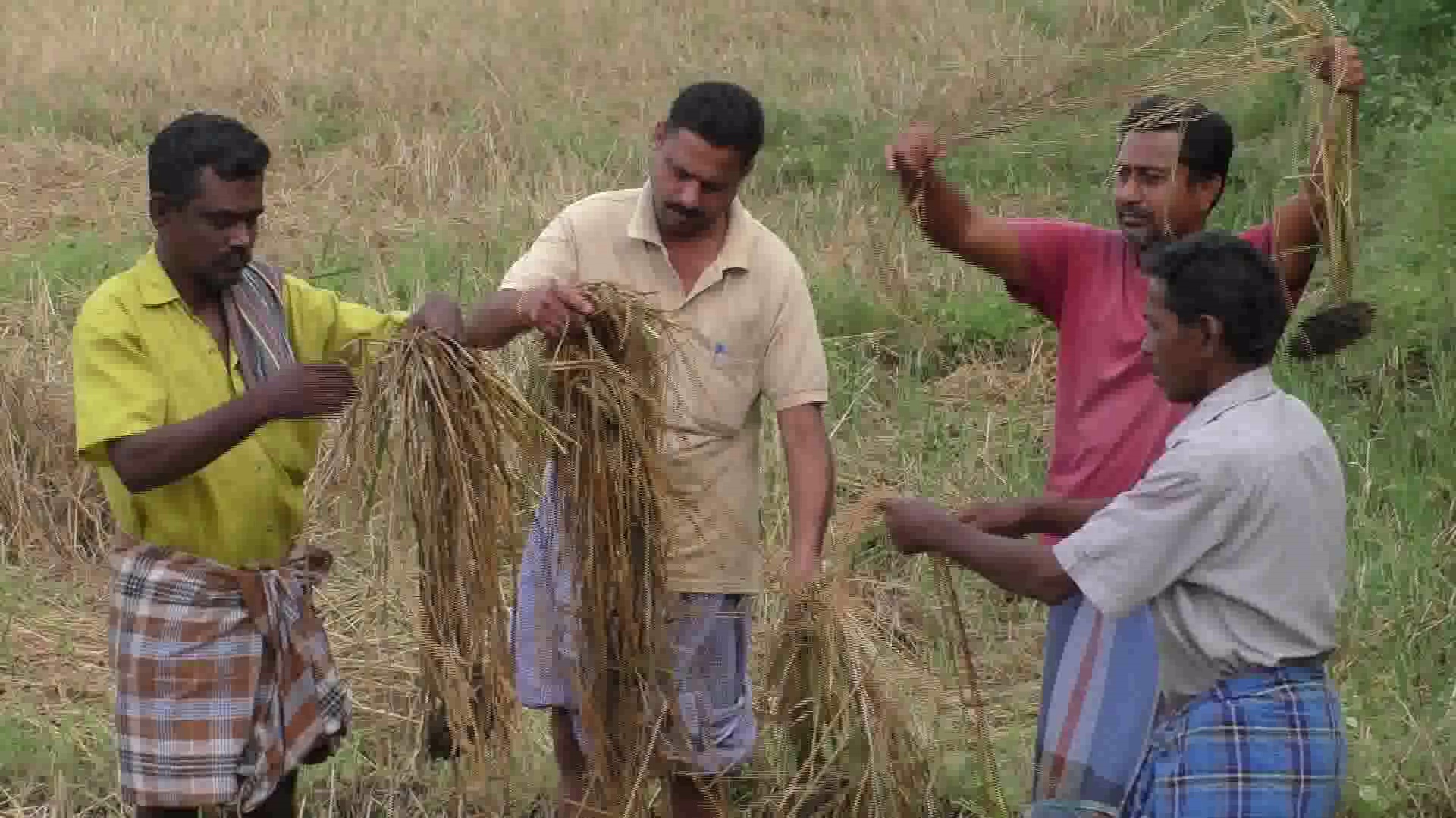 முளைந்துள்ள நெற்கதிர்கள்