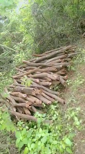 3 tons of trees seized at Sathyamangalam forest, ஈரோடு சத்தியமங்கலம் காட்டுப்பகுதியில் 3 டன் மரங்கள் பறிமுதல்