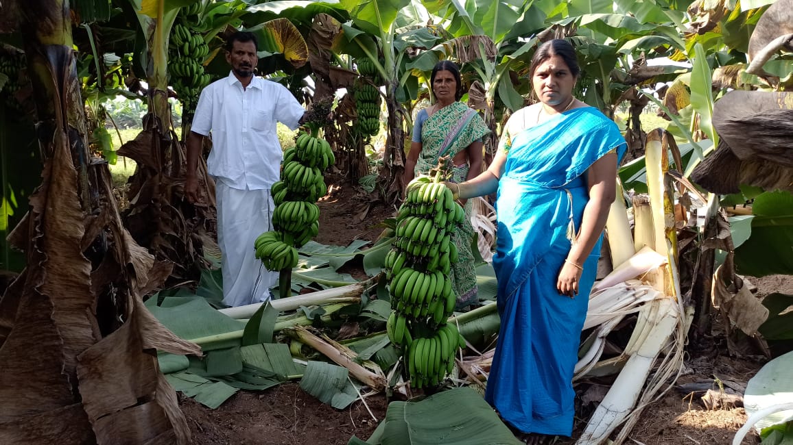 காட்டு யானையால் வாழைகள் சேதம்