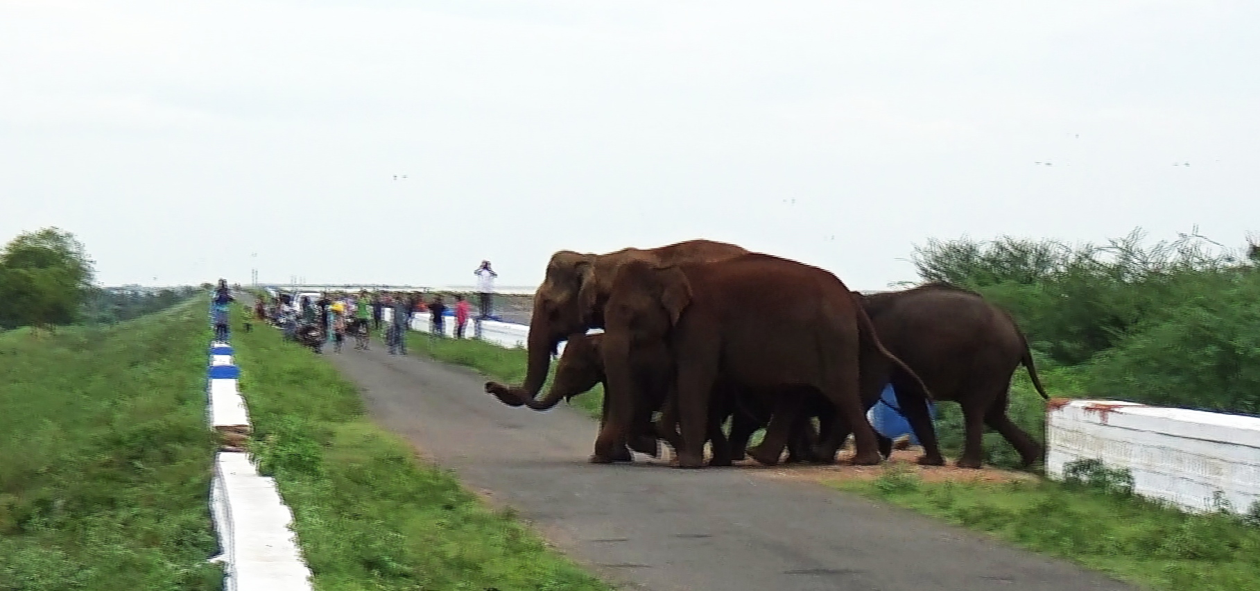 elephants