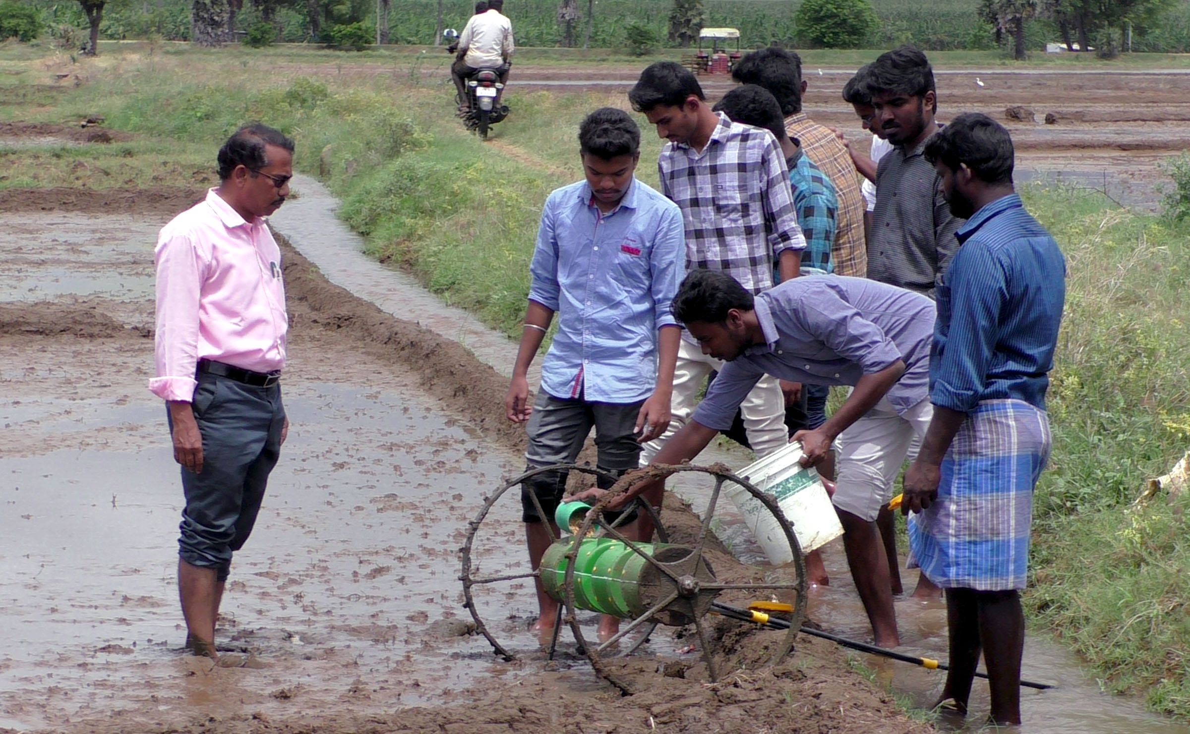 pady_cultivation