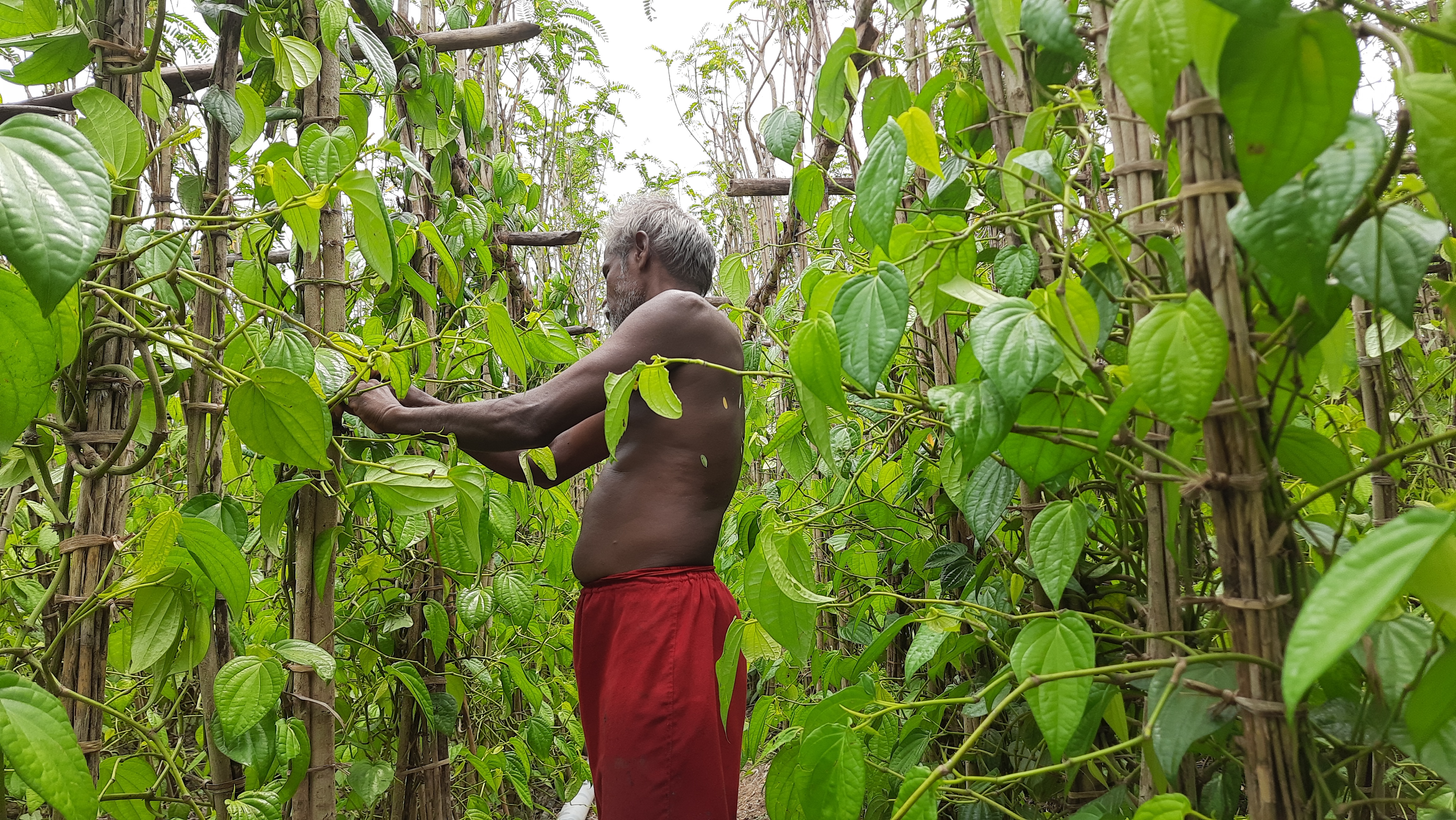 betel-leaf-farmers-suffer-due-to-the-corona-lockdown