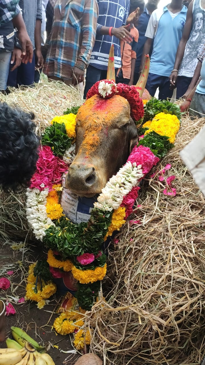 Bull Tortured to Death