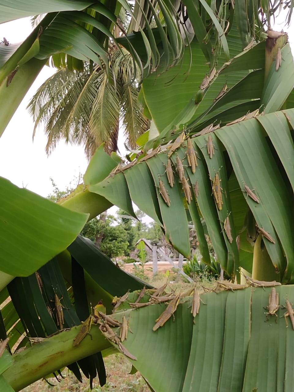 Locust invades Tamil Nadu village