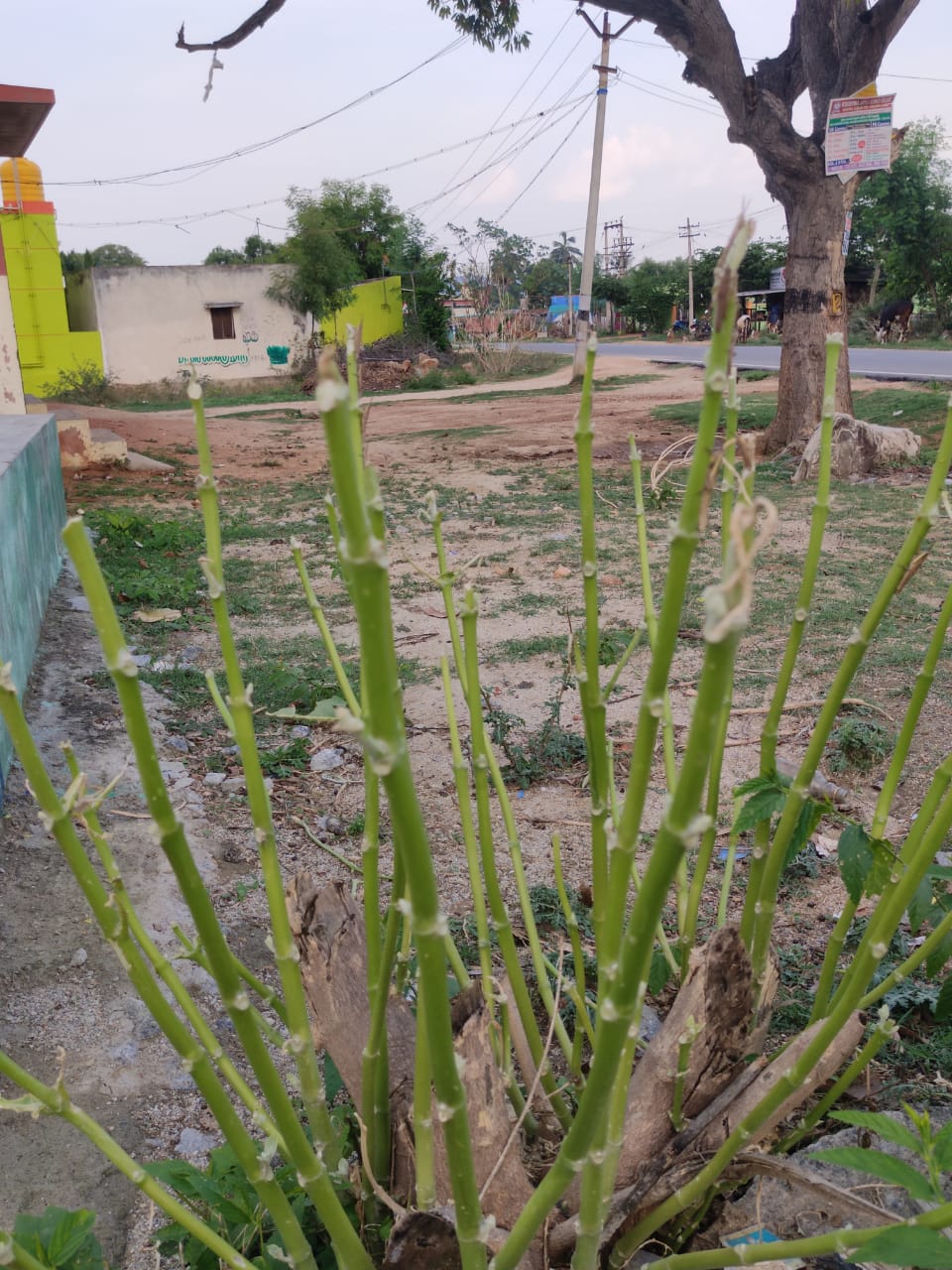 A group of over a hundred locusts have invaded Neralagiri village