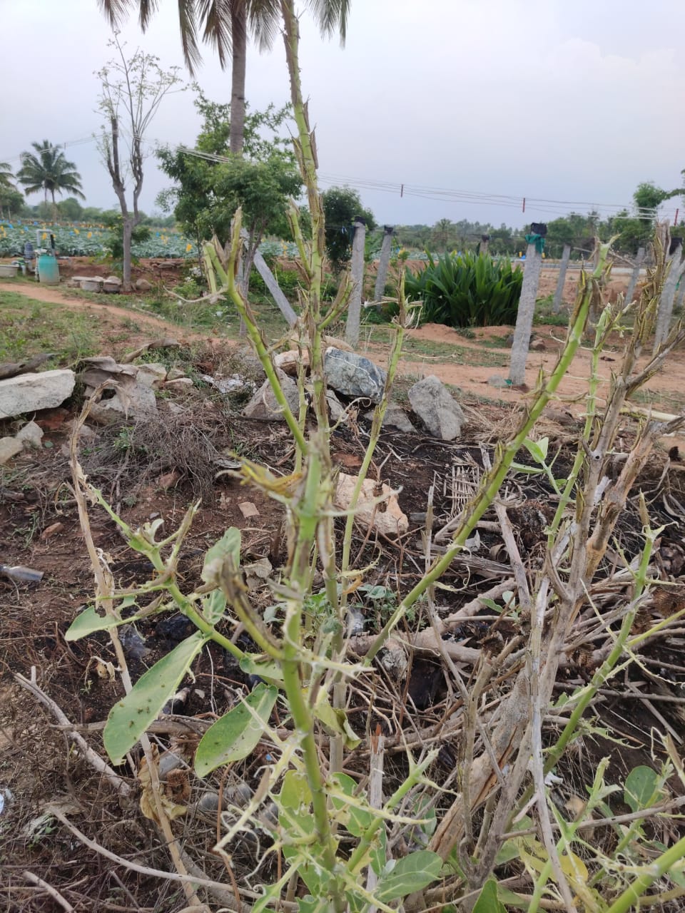 Hundreds of locusts invade Krishnagiri: people in panic