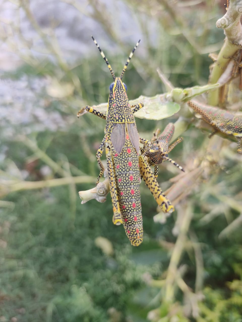 locust will not trouble farmers says krishnagiri district officials