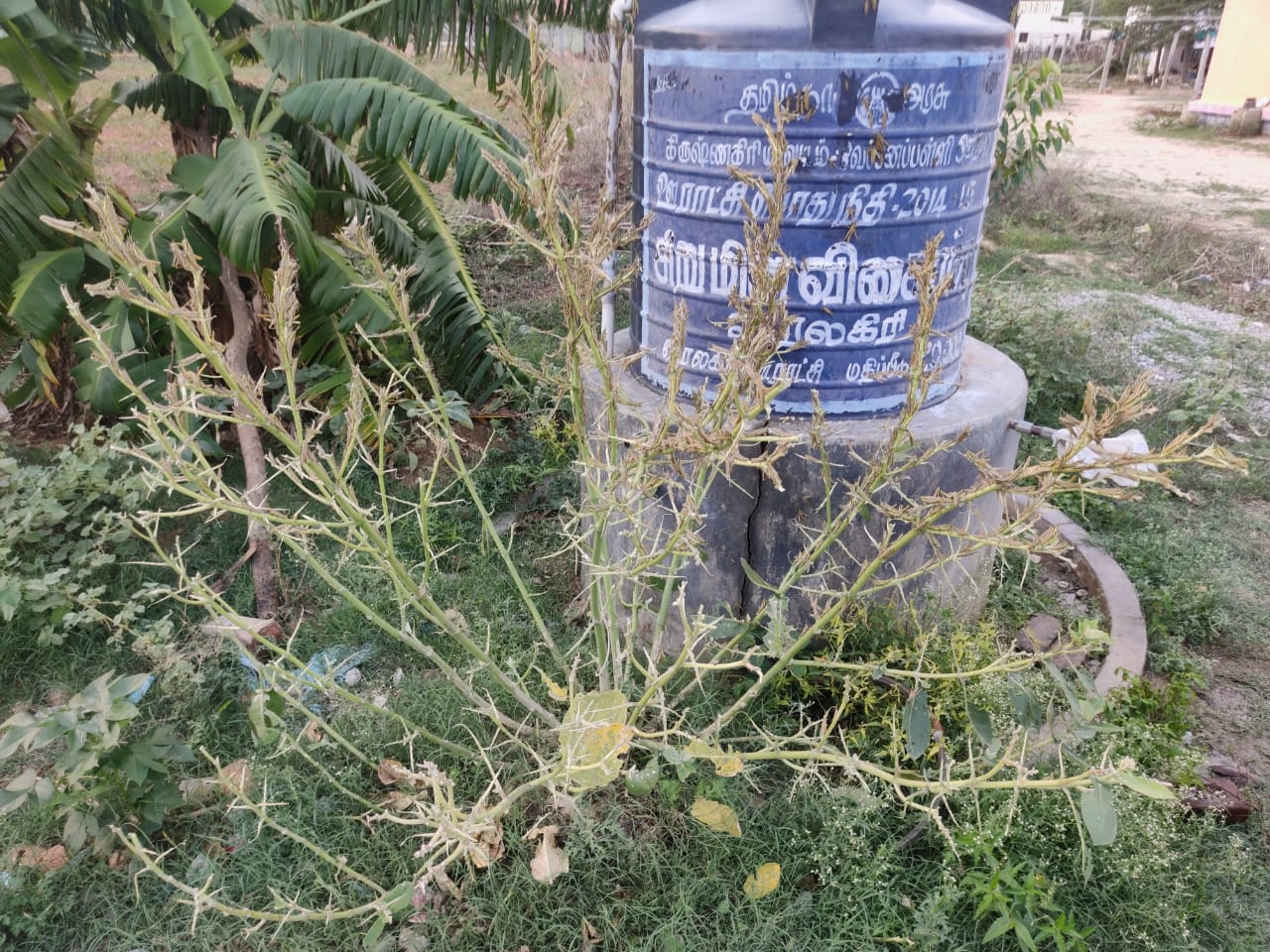 District administration officials have said that these locusts will not harm the crops in the area.