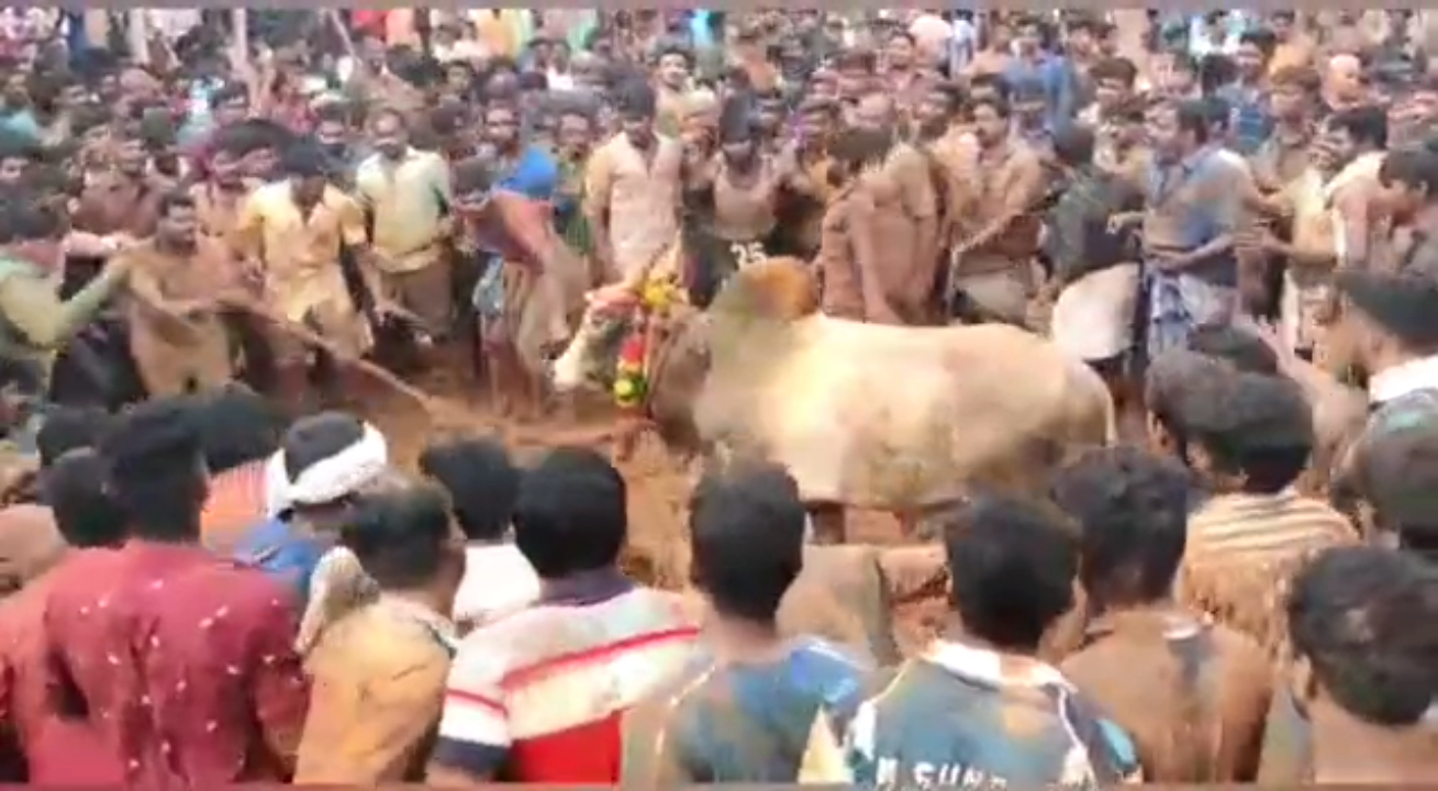 Bullfighting festival in violation of the ban Police registered a case at madurai