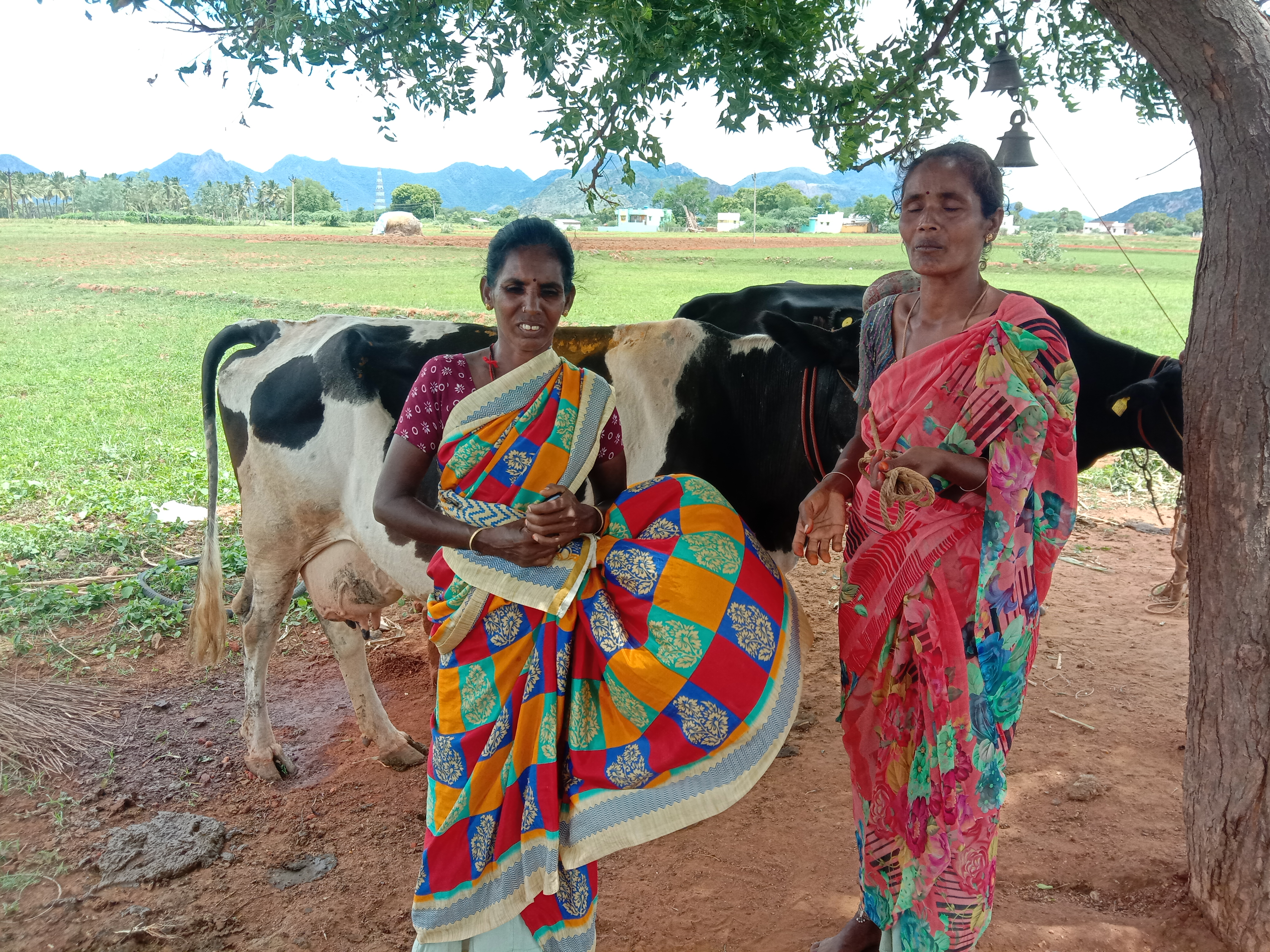 மதுரை மாவட்டச் செய்திகள்  மேக்கிலார் பட்டி மாடு  கிணற்றுக்குள் விழுந்த மாடு  madurai district latest news  meikilarpatti cow  meikilarpatti cow rescue  மேக்கிலார்பட்டி