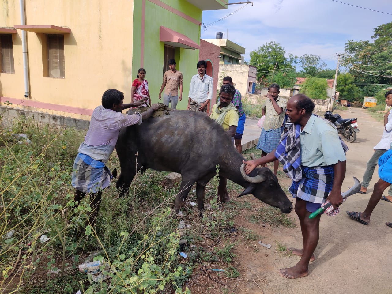 மீட்கப்பட்ட மாடு