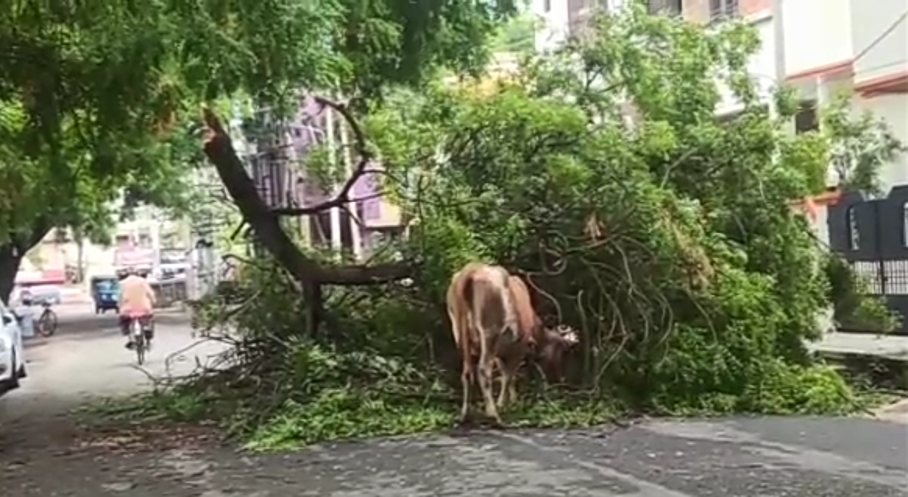 மதுரை செய்திகள்  மதுரை  madurai news  madurai sudden rain  மதுரையில் திடீர் மழை  மதுரை மழை  அக்னி நட்சத்திரம்