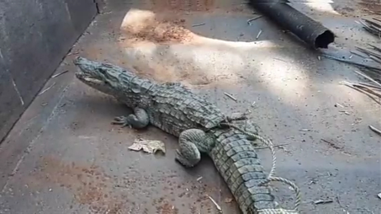 madurai forest officers rescued a crocodile_which had fallen to well_