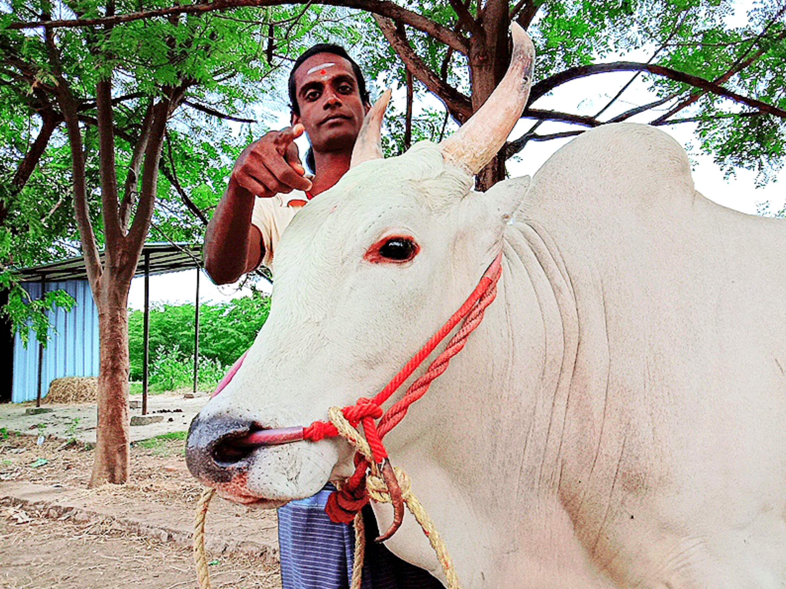 ஜல்லிக்கட்டு காளைகளை தன் பிள்ளைகளைப் போல் பேணி வளர்க்கும்  திருநங்கை