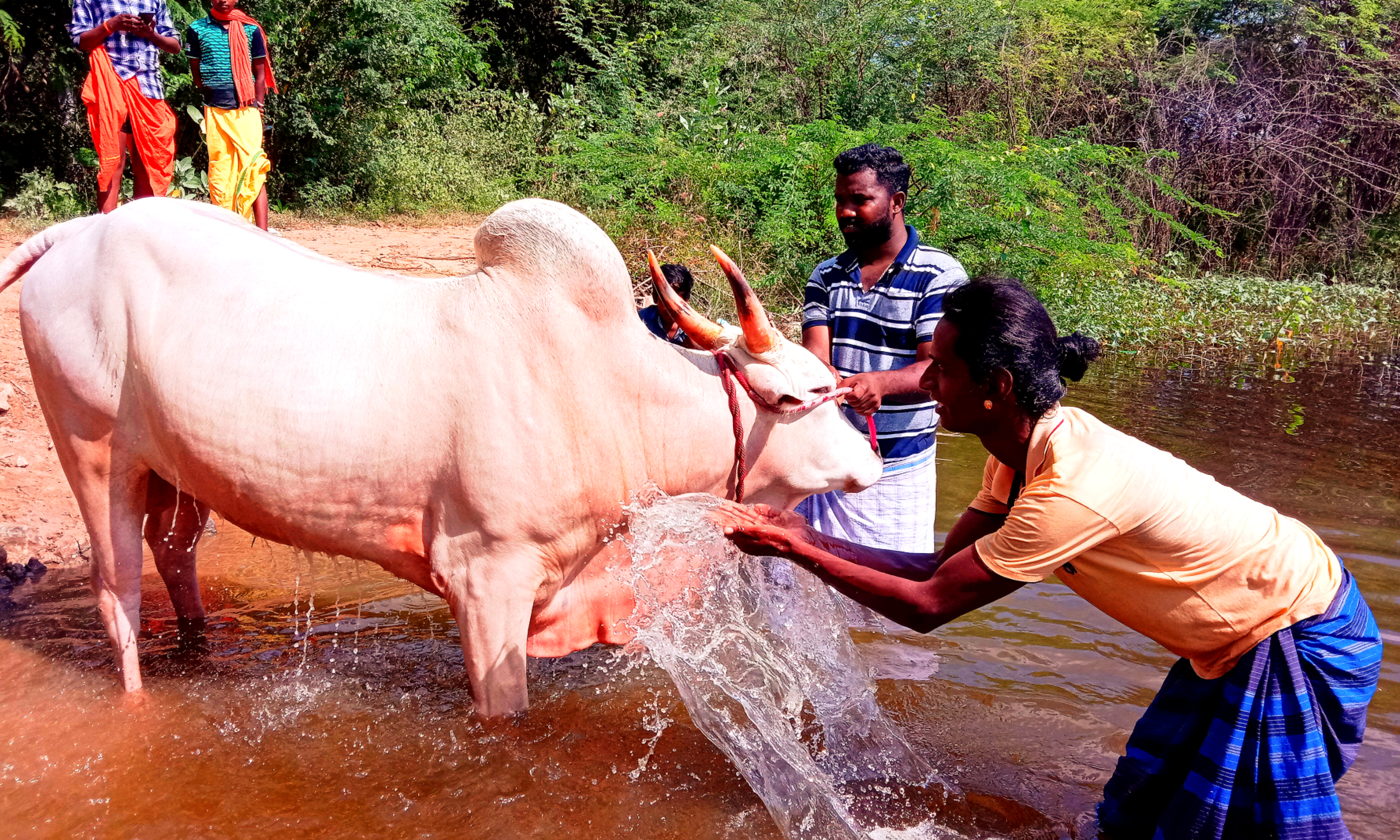 ஜல்லிக்கட்டு காளைகளை தன் பிள்ளைகளைப் போல் பேணி வளர்க்கும்  திருநங்கை