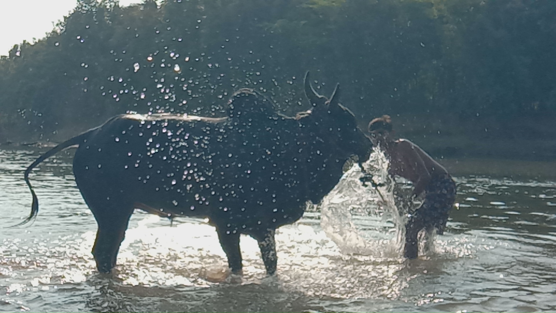 Jallikattu