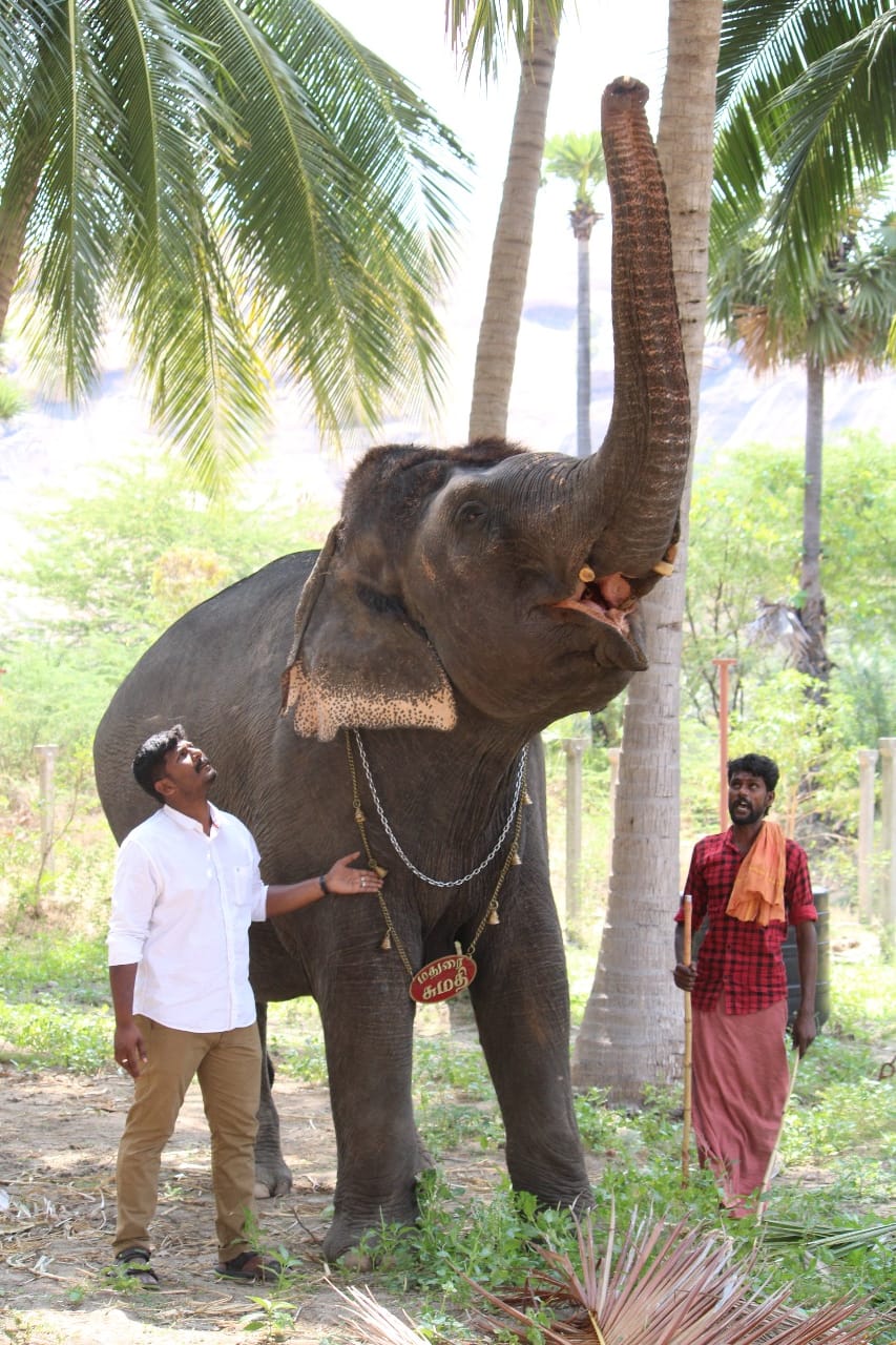 sangam Scene recreated in madurai, Elpehant beating rice husks in madurai, Madurai elephant viral vedio, யானை கட்டிப் போரடிக்கும் மதுரை - சங்க கால காட்சி,  யானை கட்டிப் போரடிக்கும் மதுரை, மாடு கட்டி போரடித்தால் மாளாது செந்நெல்லென்று ஆனை கட்டிப் போரடிக்கும் அழகான தென்மதுரை, elephant Sumathi viral vedio, elephant sumathi in Madurai, யானை சுமதி, மதுரை, புலிப்பட்டி கிராமம்