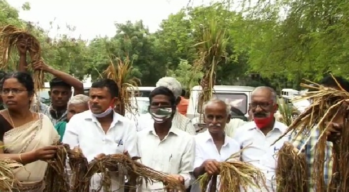 தொடர் மழையால் அழுகிய பயிர்கள்